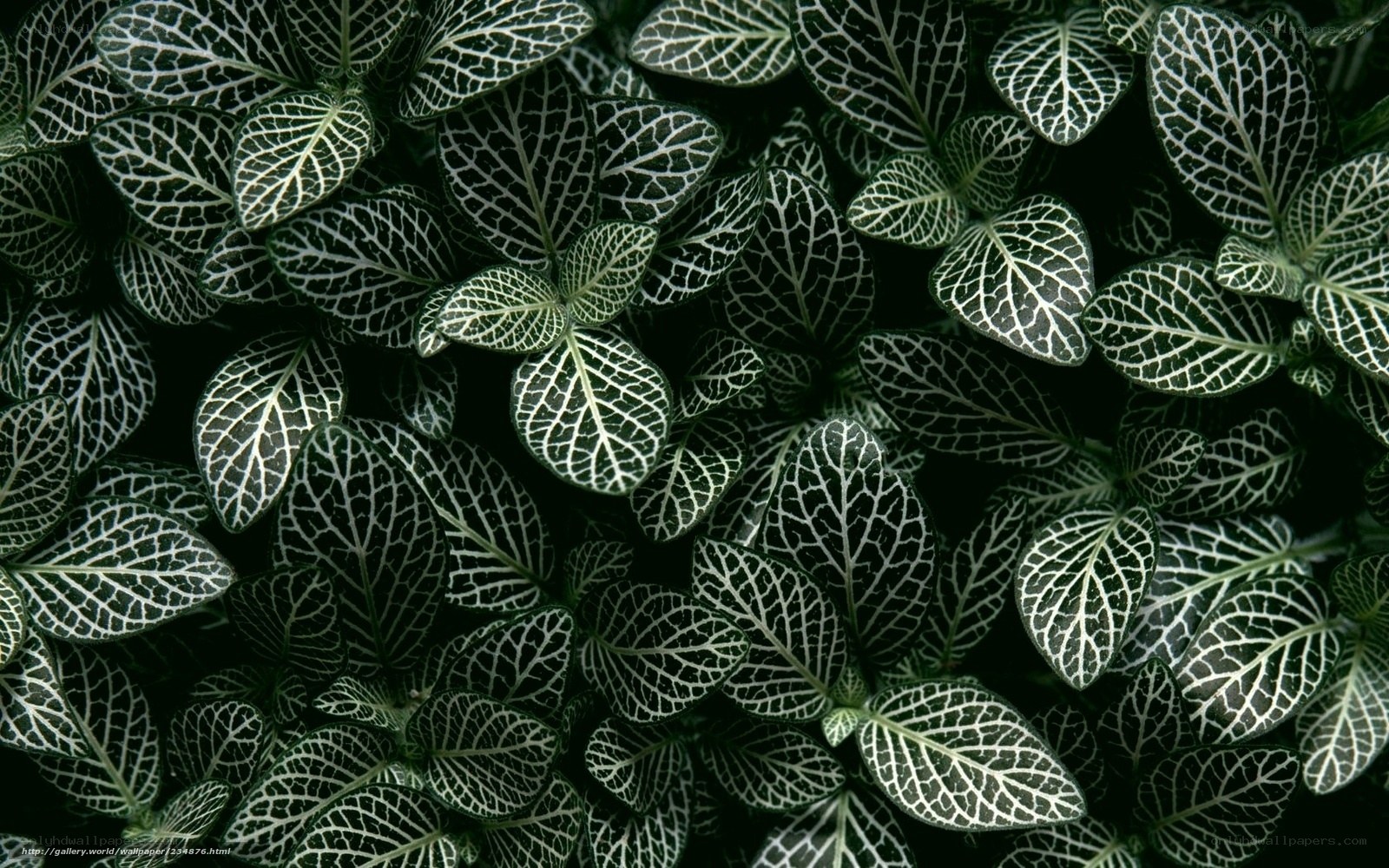 Nettle leaf plant pattern