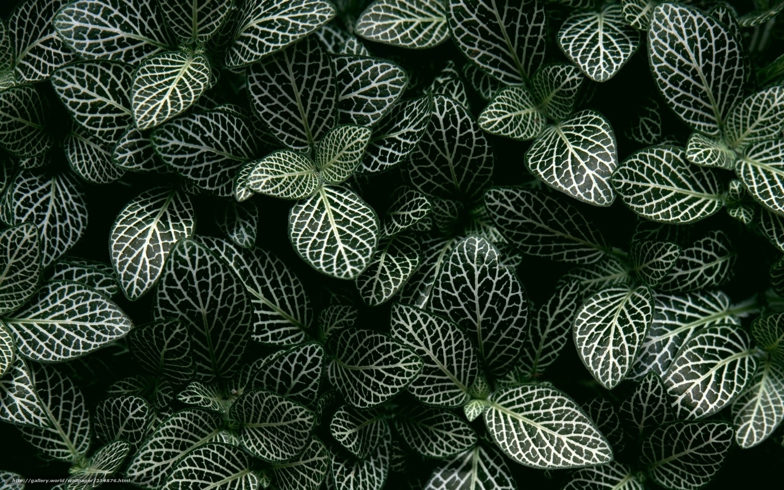 Nettle leaf plant pattern