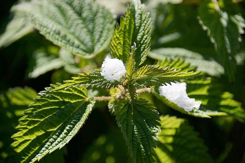 Nettle Plant with Snow