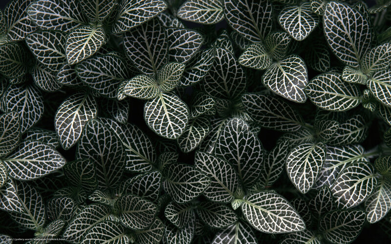 Nettle plant with white veins
