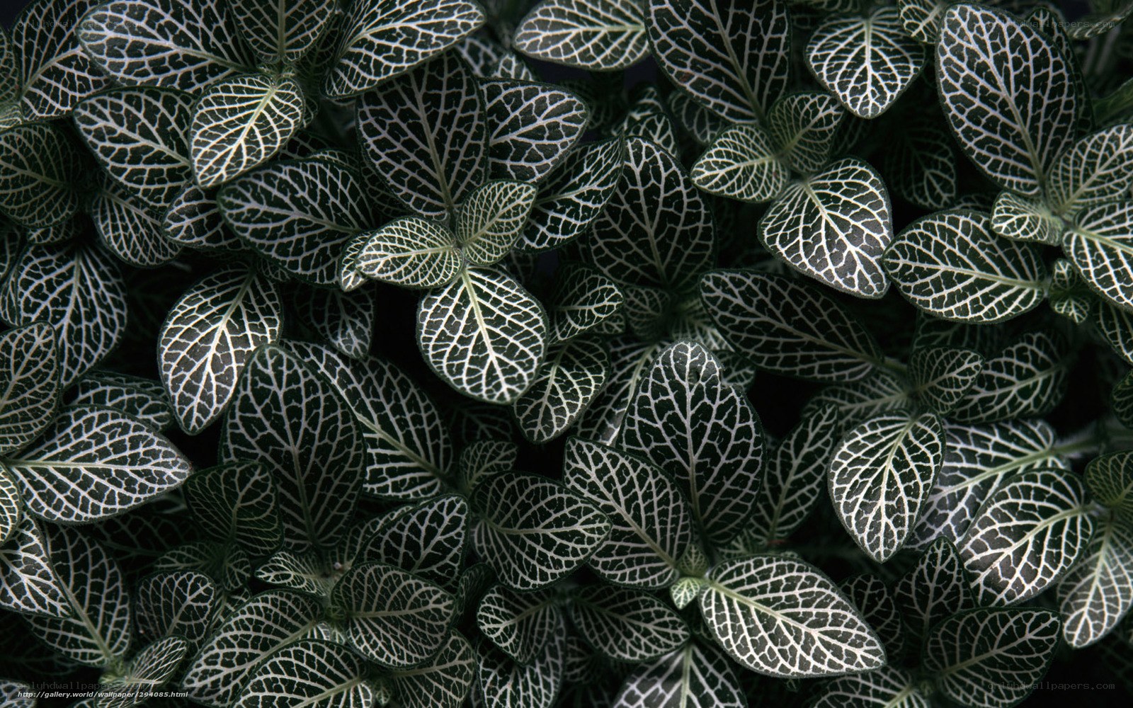 Nettle plant with white veins