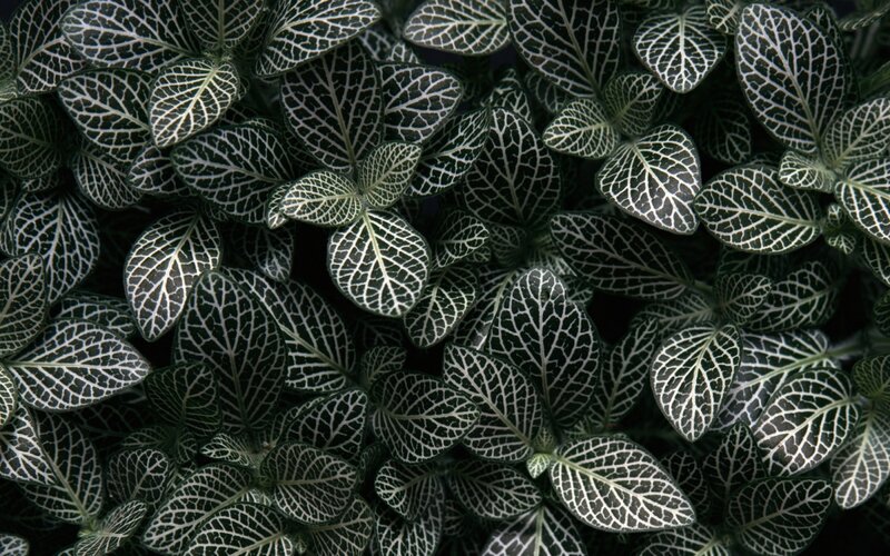 network of leaf veins