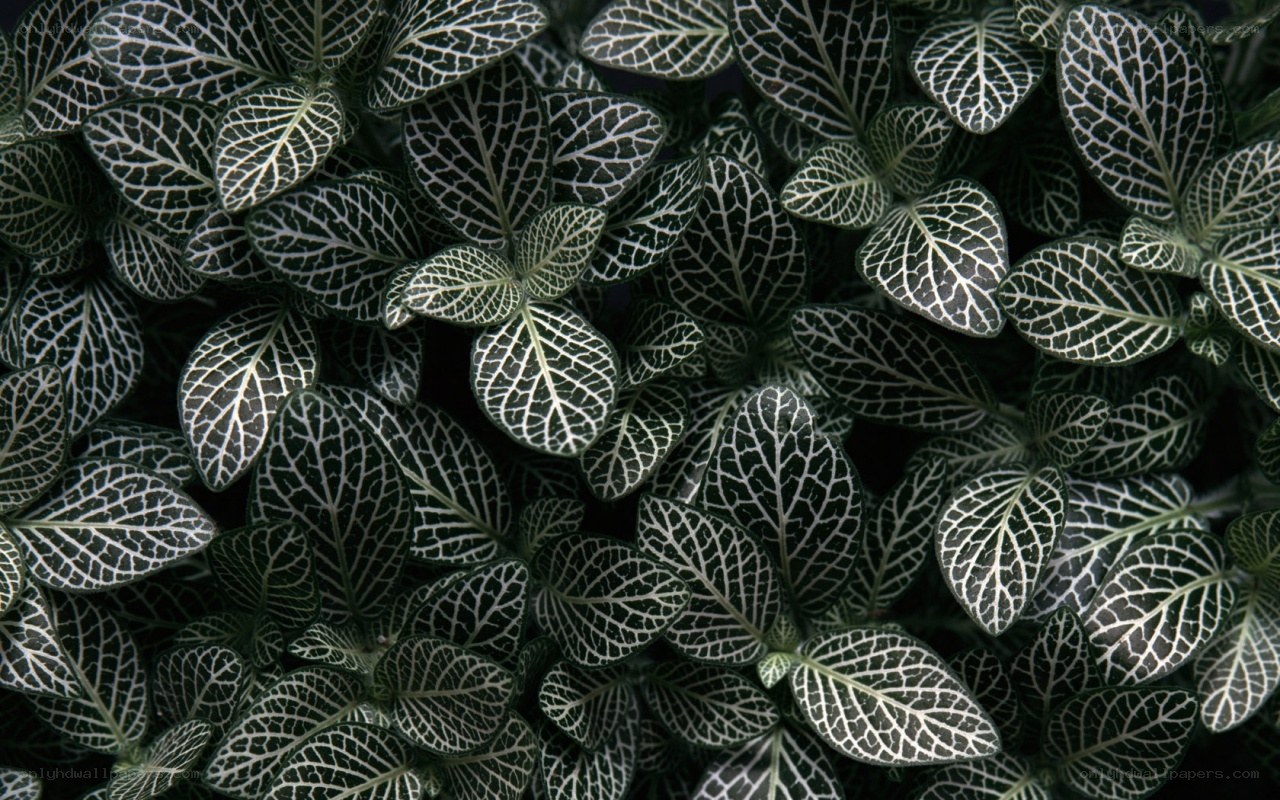 network of leaf veins