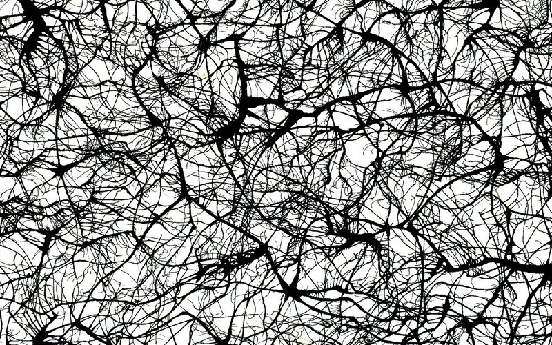 network of neural connections