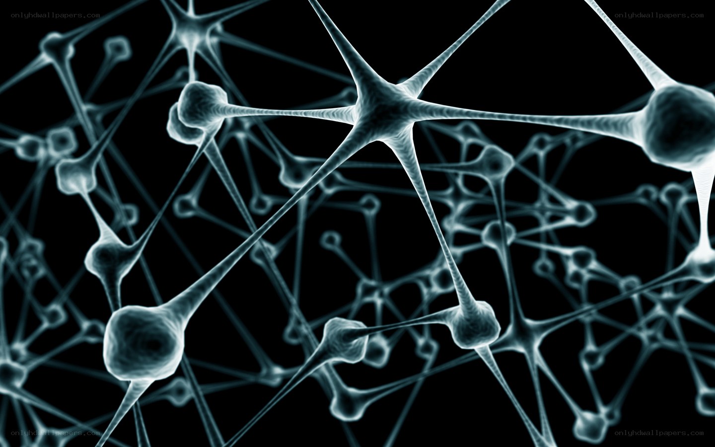 network of neurons