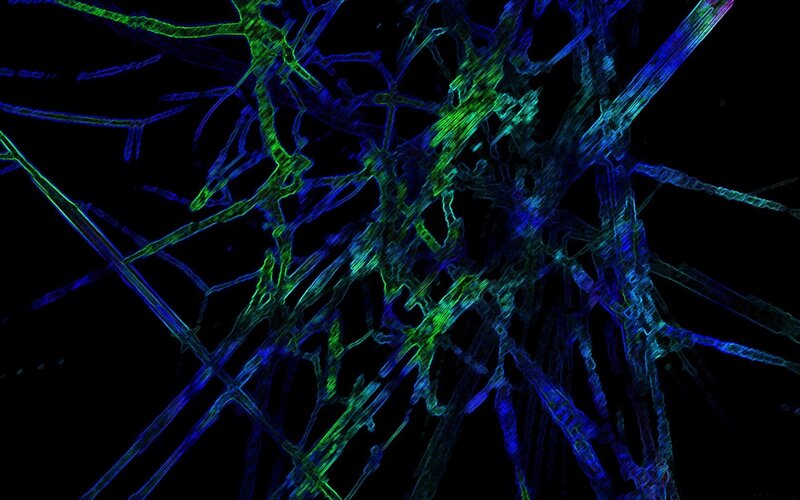 Neural Network Fibers — Green, Dramatic