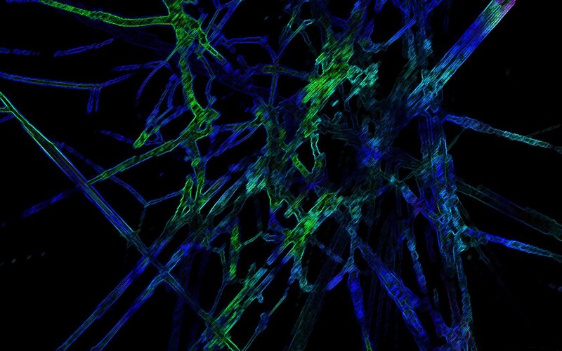 Neural Network Fibers — Green