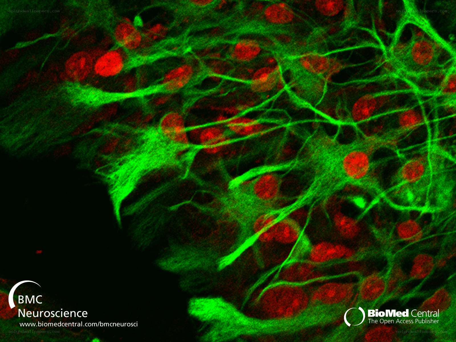 Neural network fluorescence imaging