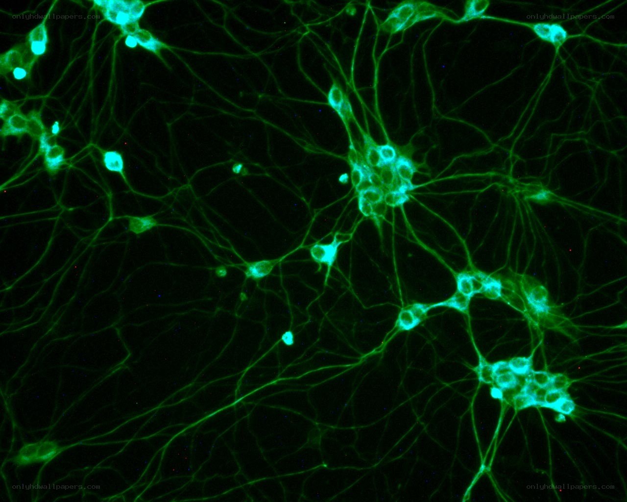Neural network under microscope
