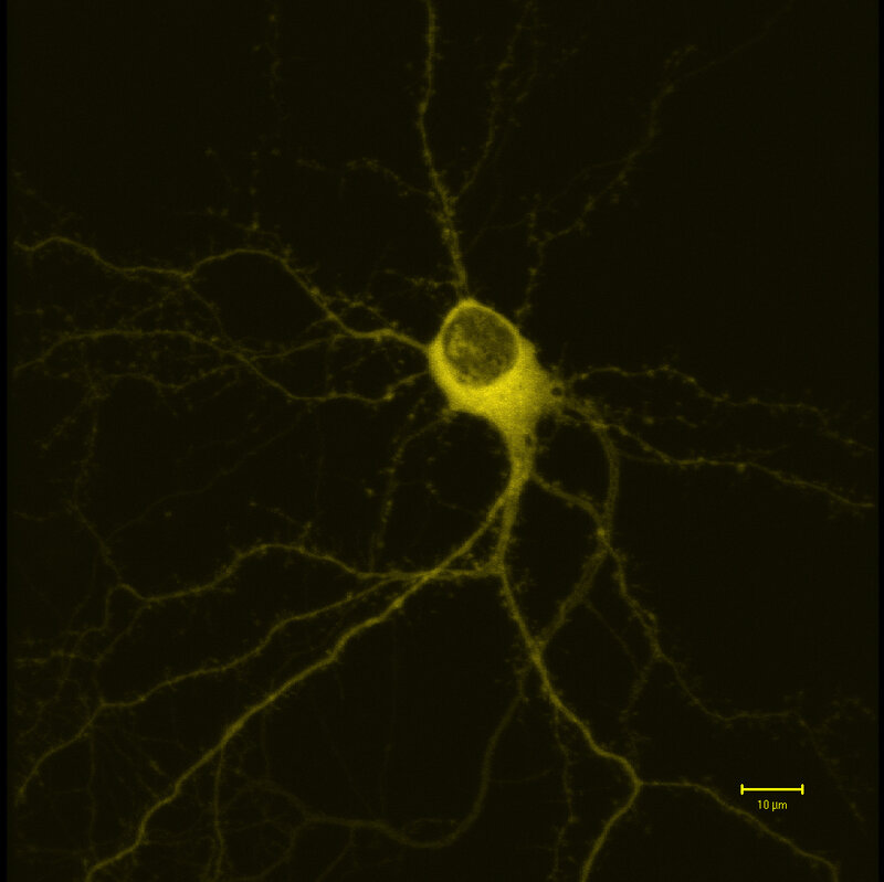 Neuron Cell Network