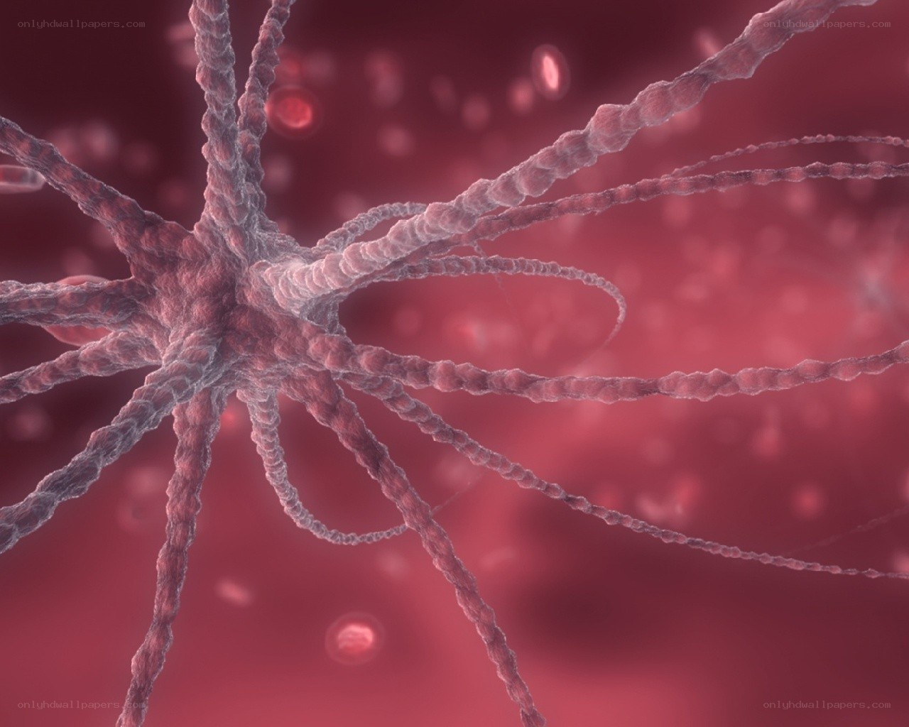 Neuron cell structure