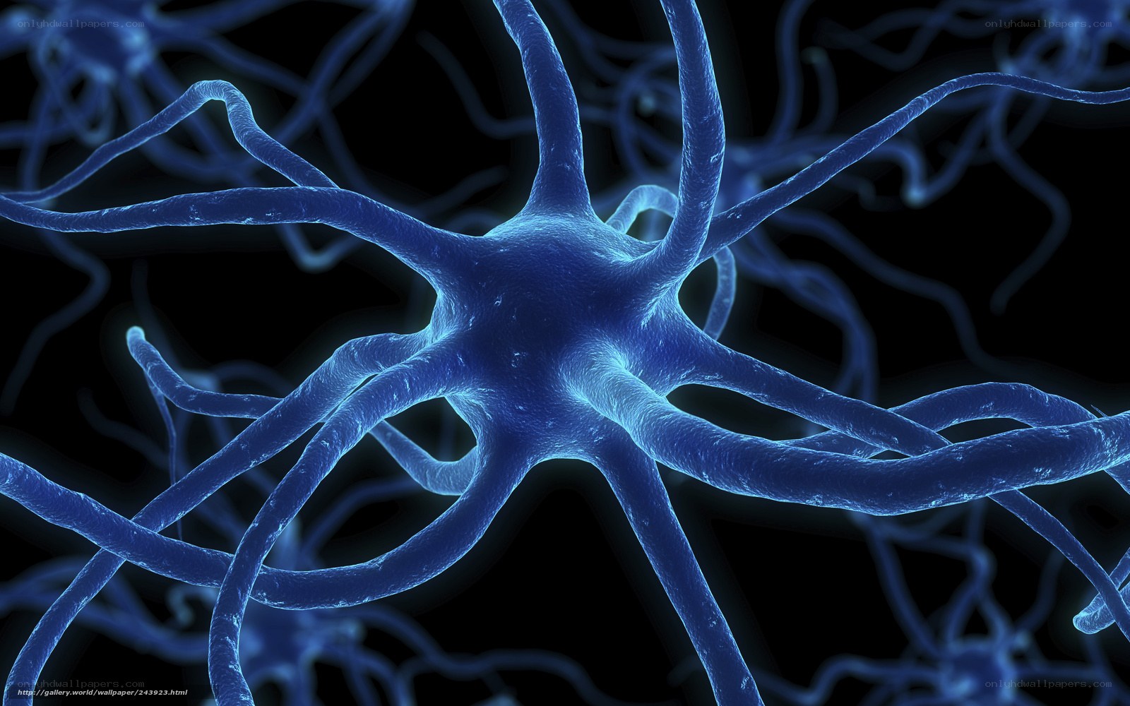 Neuron cell structure