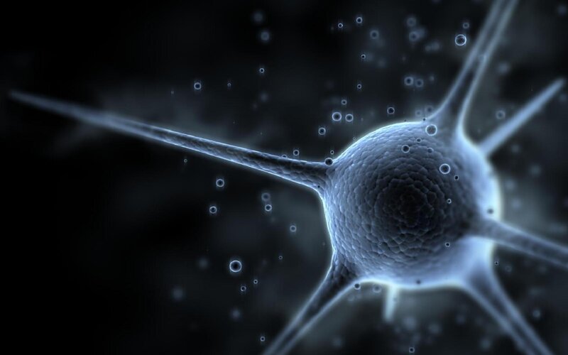 Neuron Cell