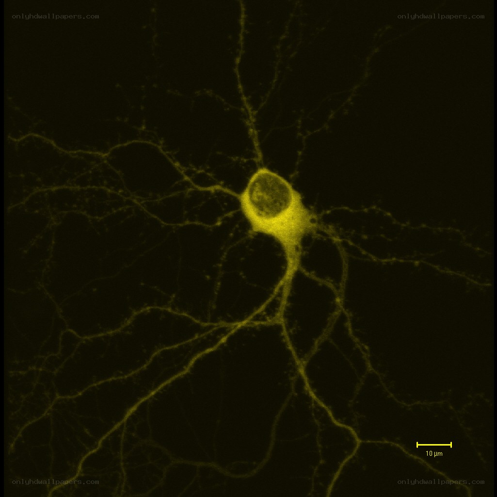 neuron cell under microscope
