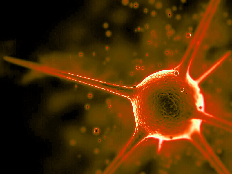 Neuron cell under microscope
