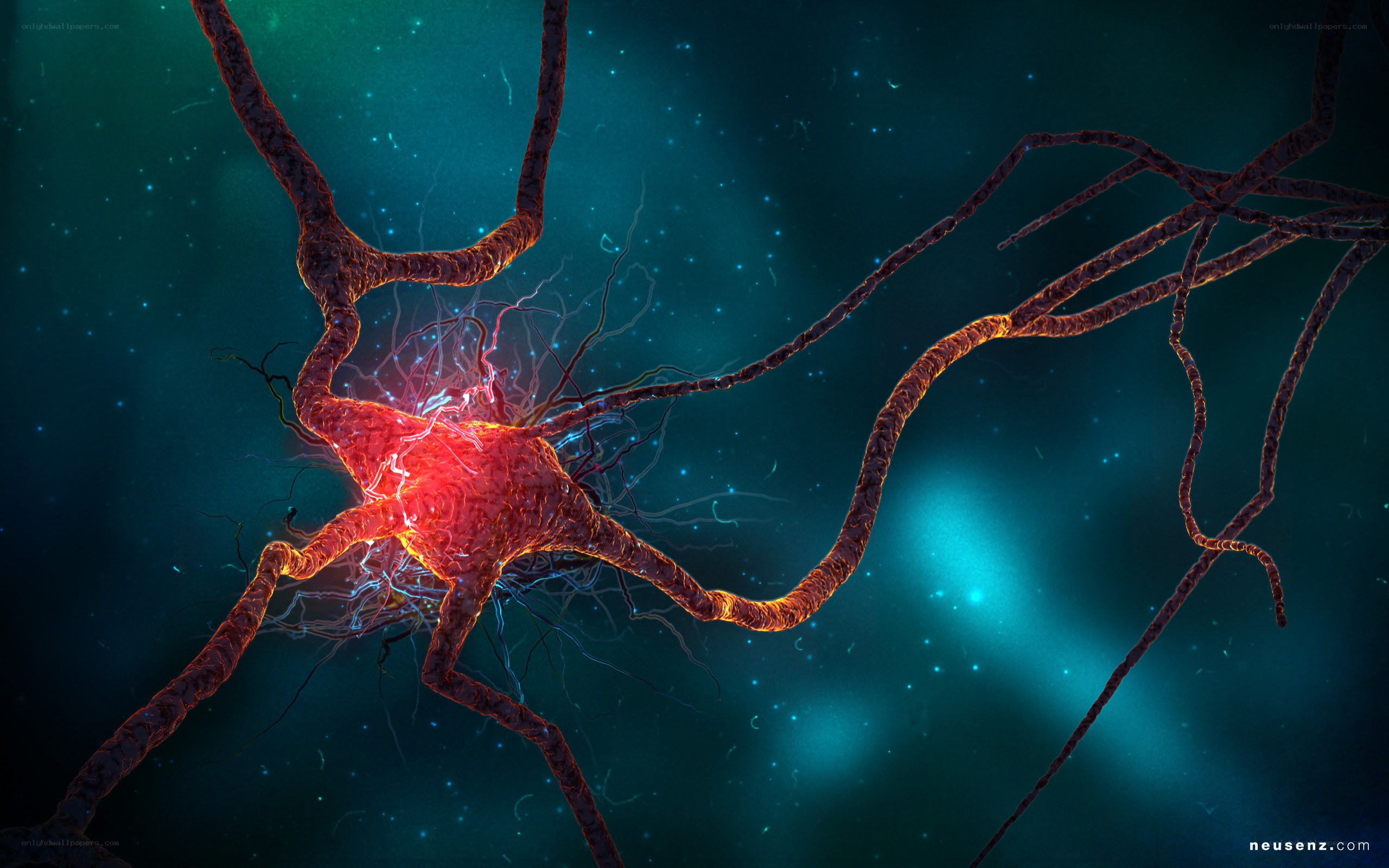 Neuron electrical activity