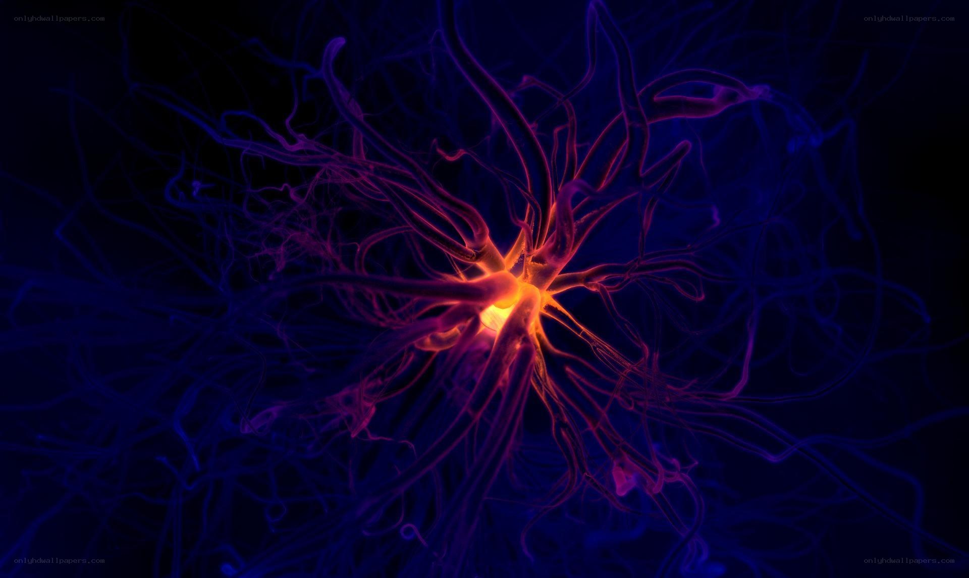 Neuron firing in neural network