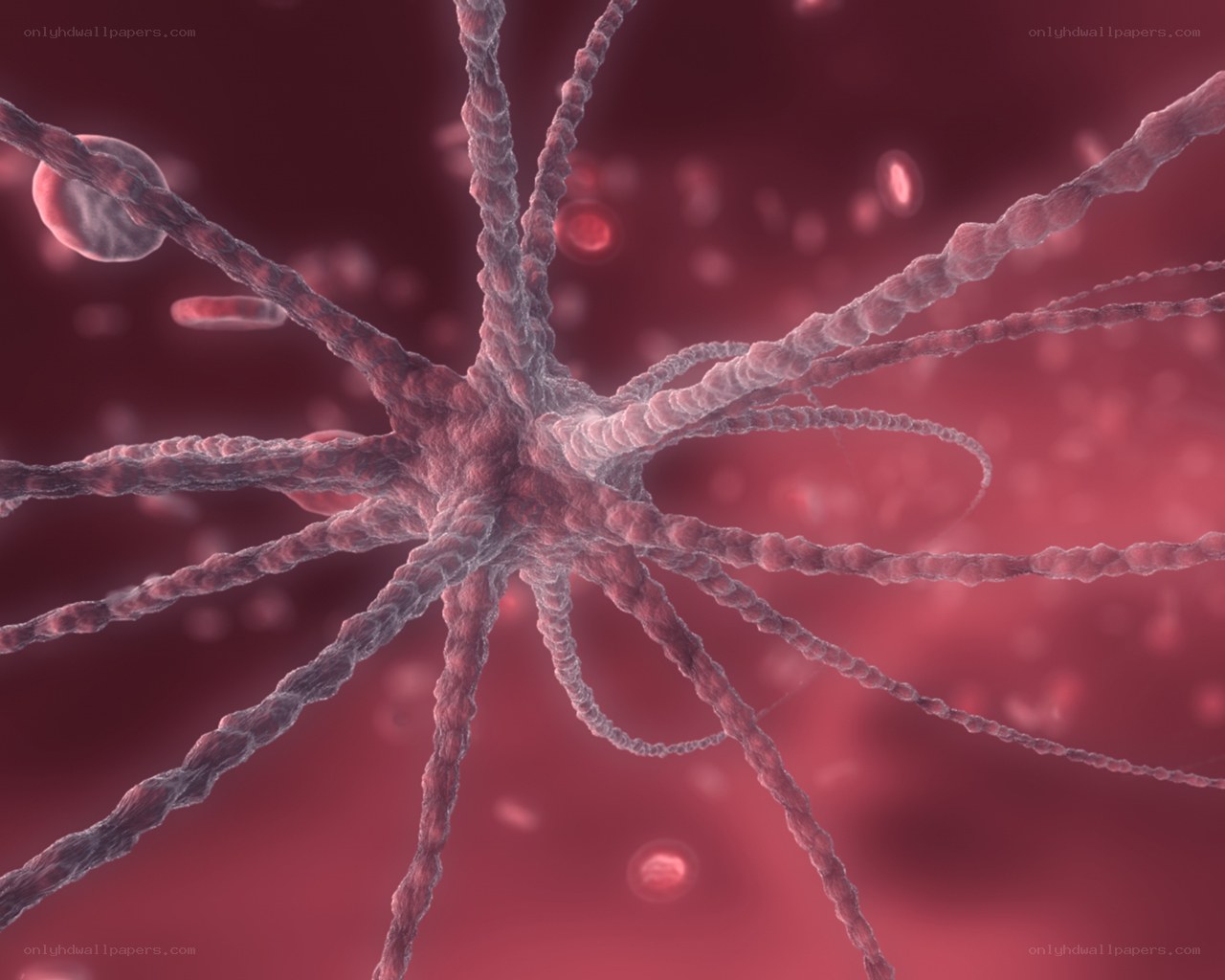 Neuron in blood vessel