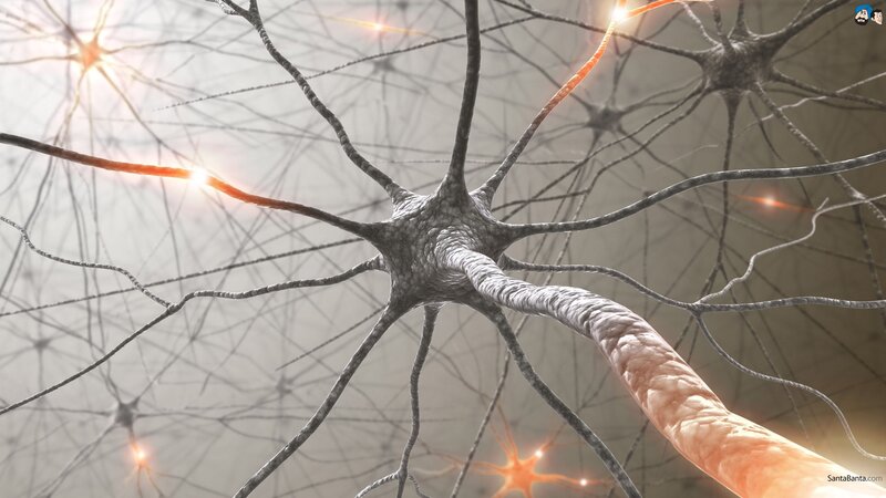 Neuron Network