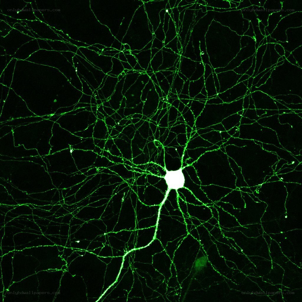 Neuron network under microscope