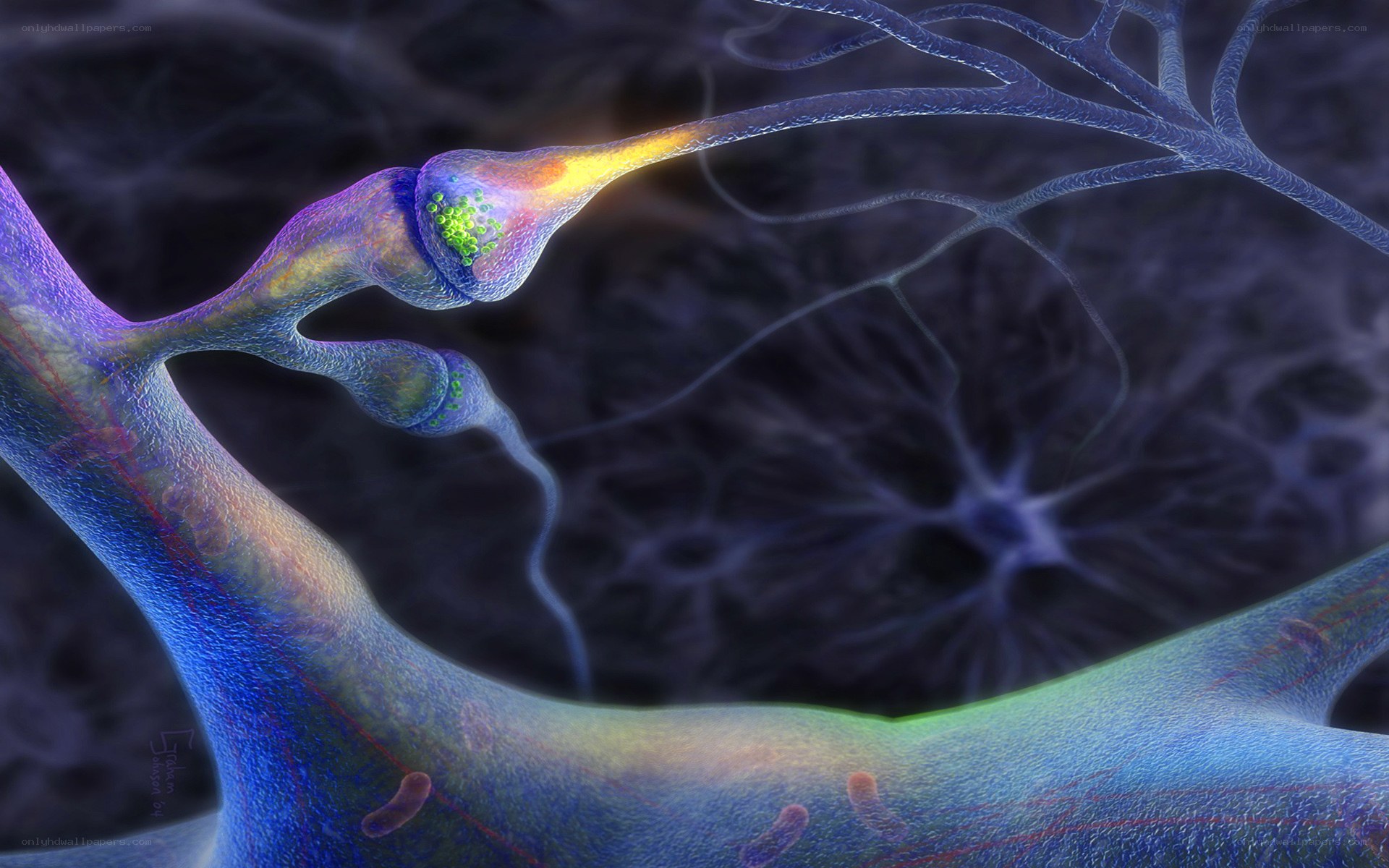 Neuron signal transmission