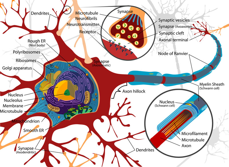 Neuron structure diagram