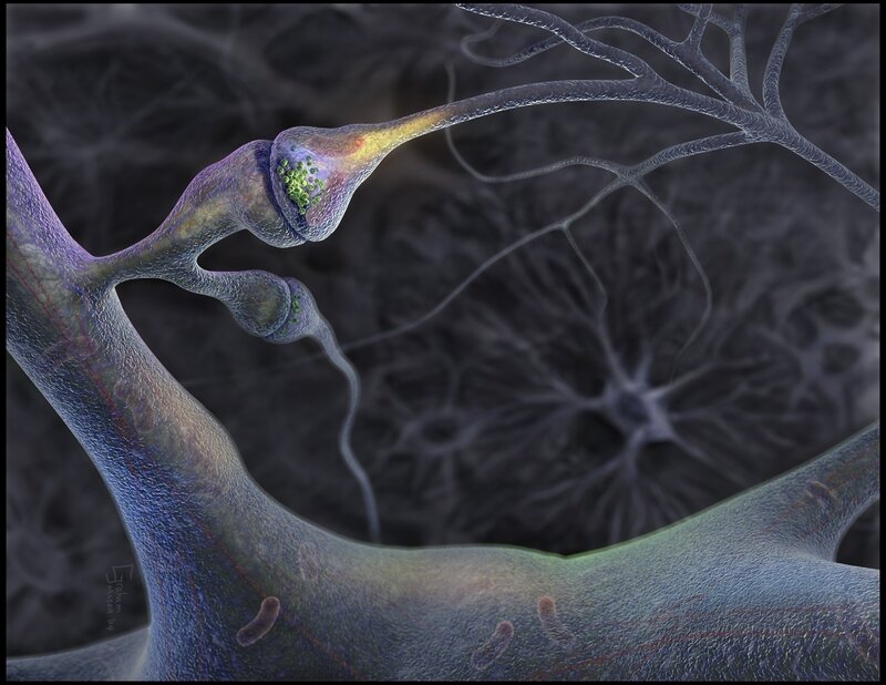 Neuron synapse connection