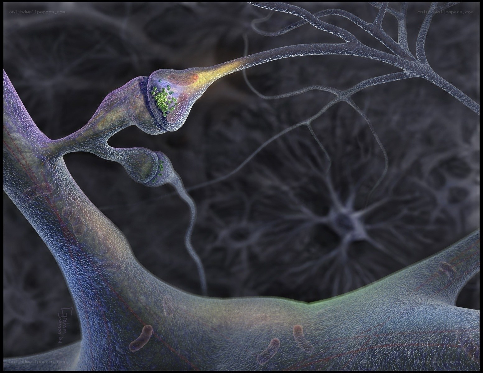 Neuron synapse connection