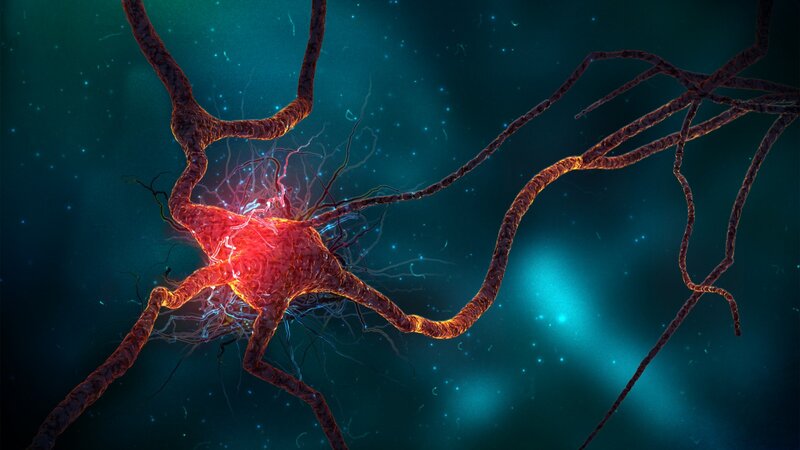 Neuron with Dendrites