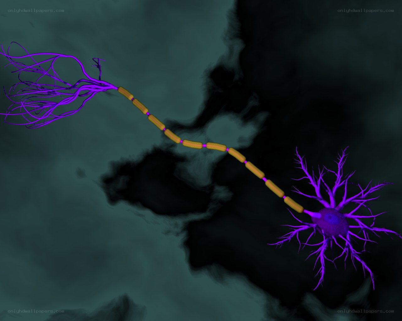 Neuron with myelin sheath