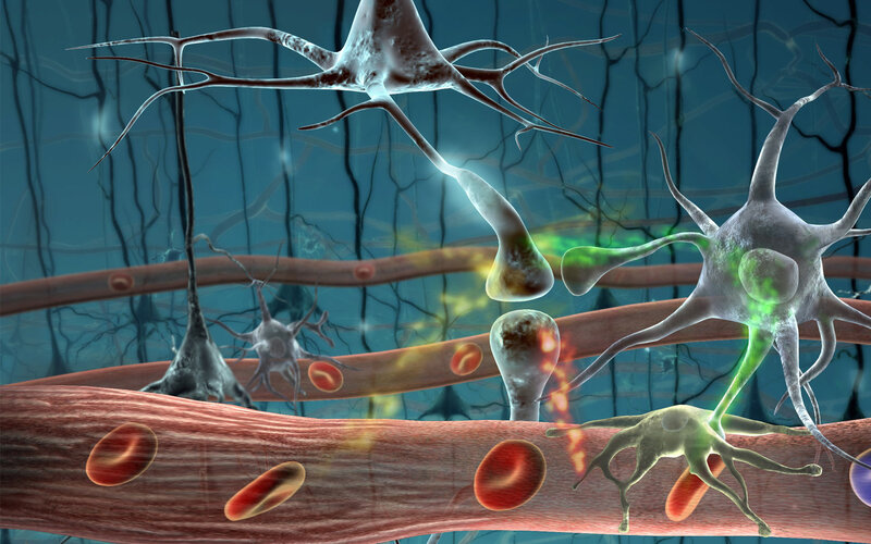 Neurons and blood vessels
