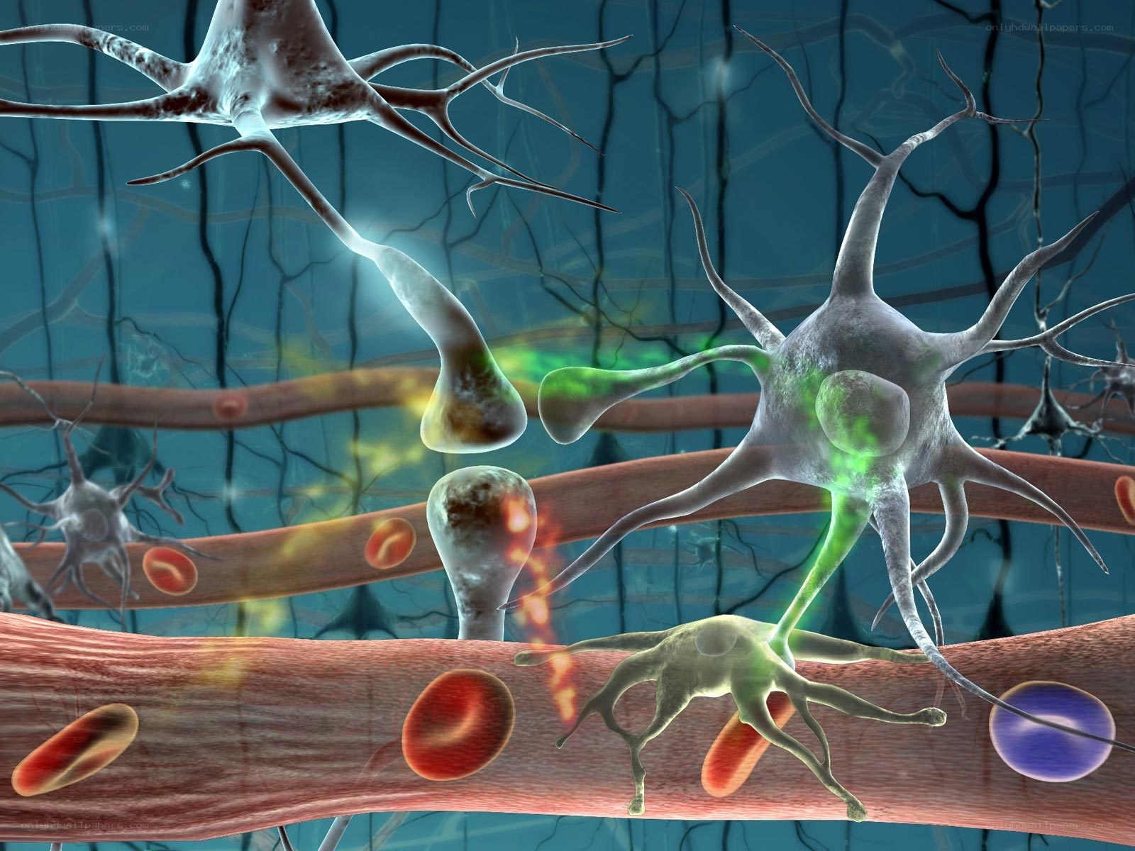 Neurons and blood vessels