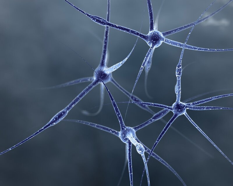 Neurons in a network