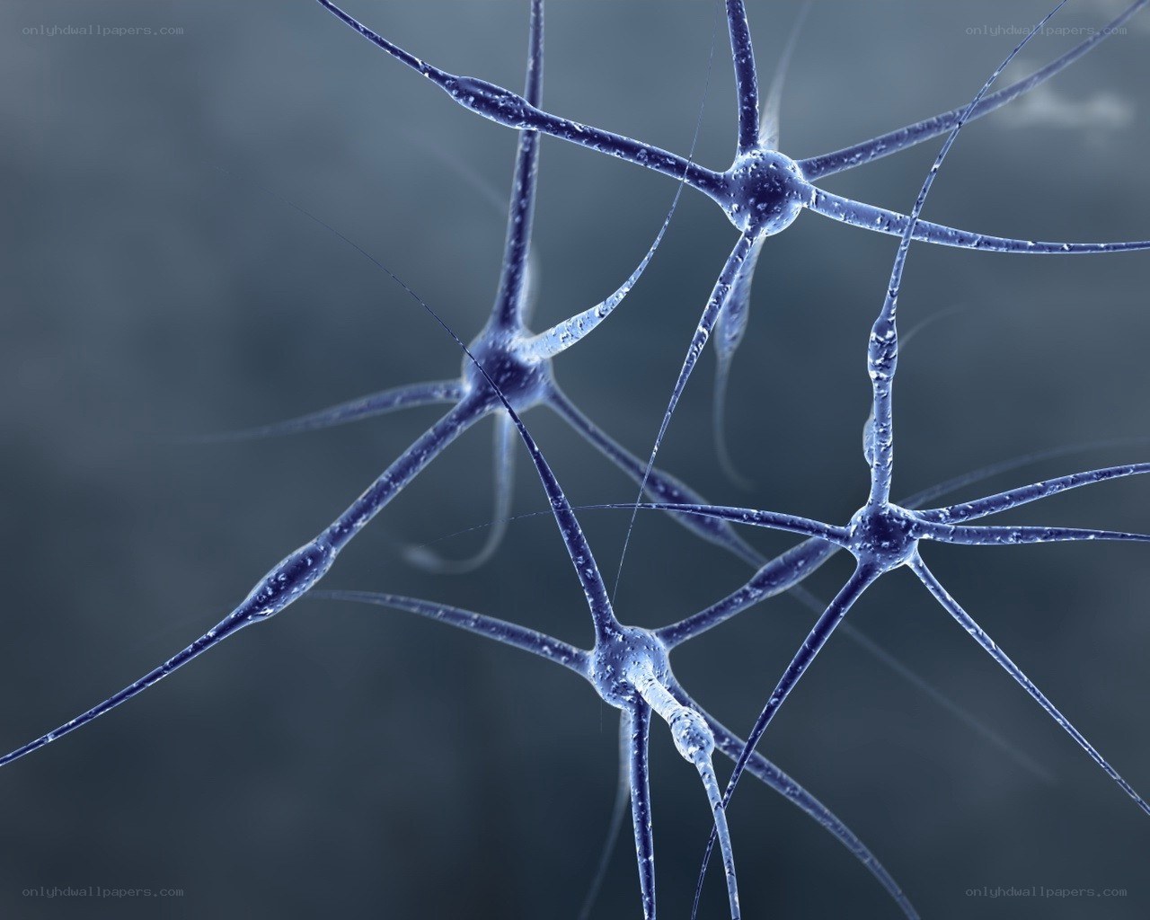 Neurons in a network