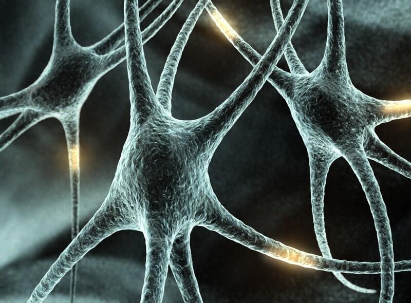 Neurons in Brain Tissue