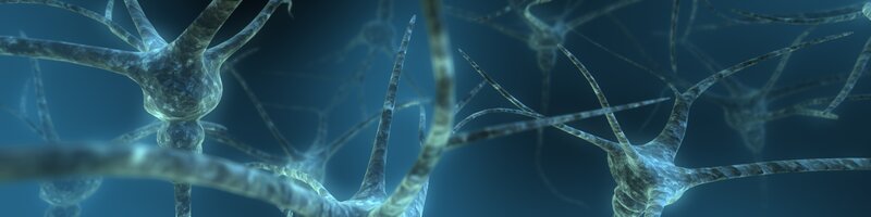 Neurons in the brain