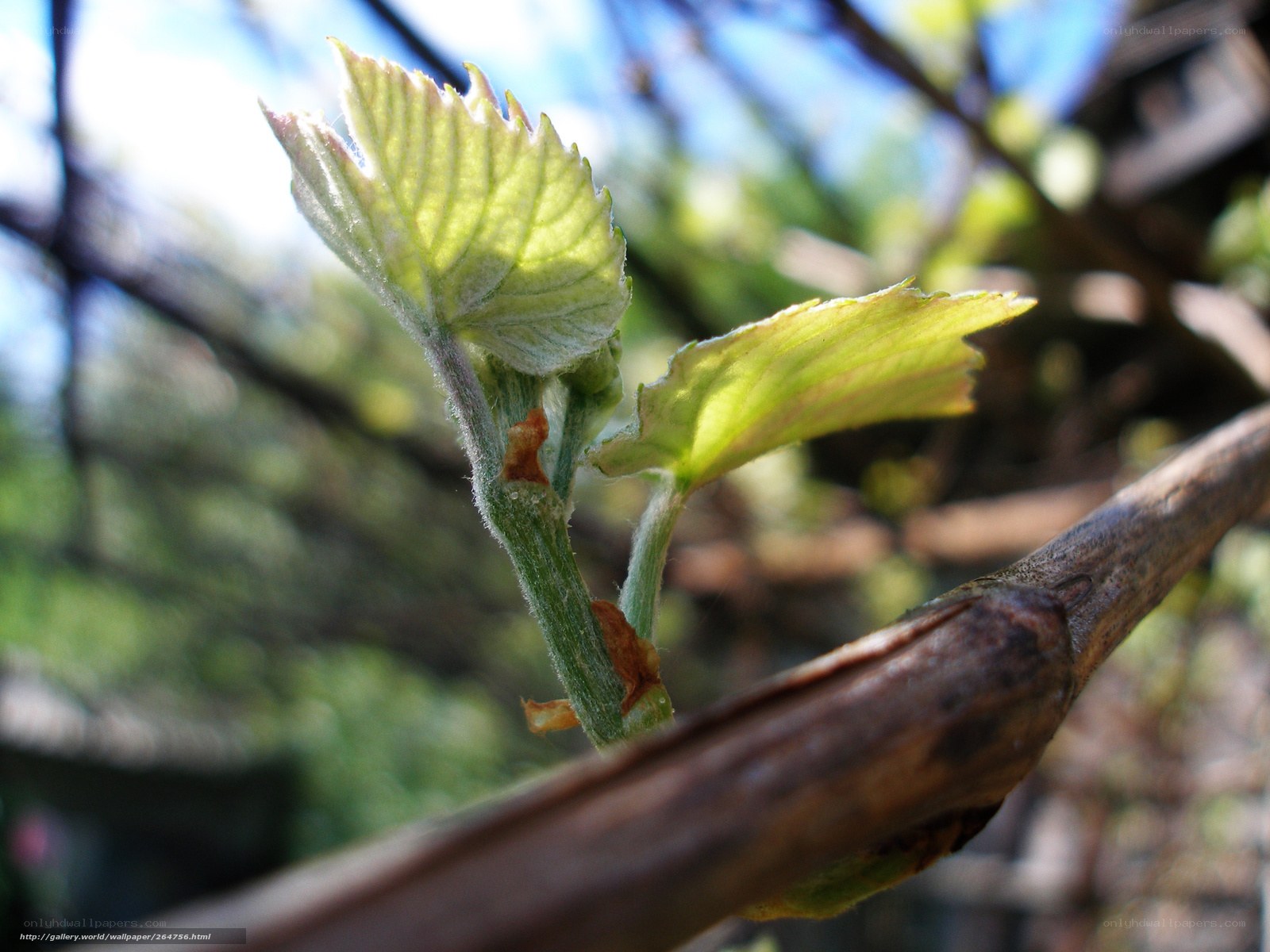 new grapevine leaves