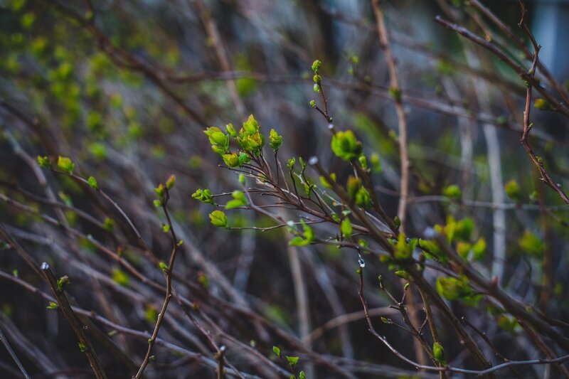 New Green Buds on Branches