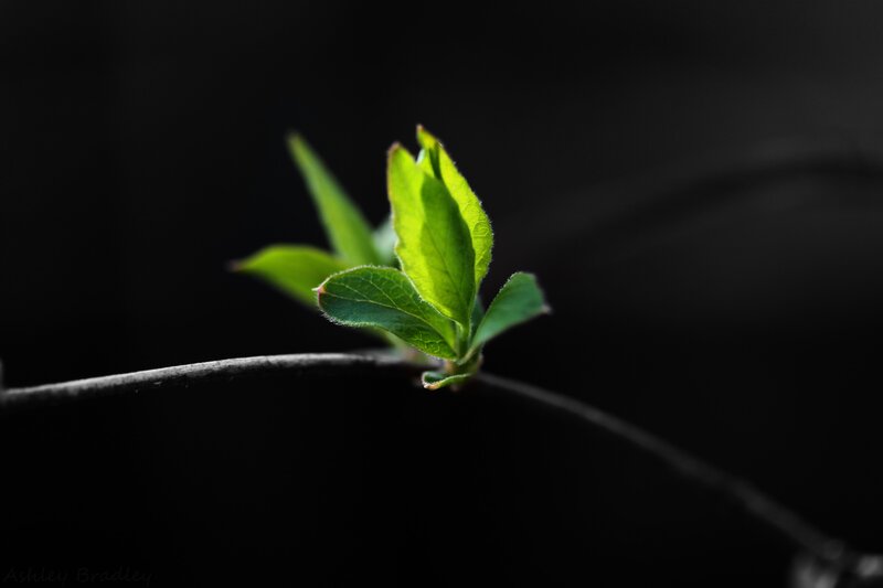 new green leaves on a branch