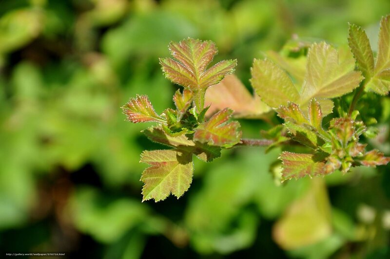 new green leaves on a branch