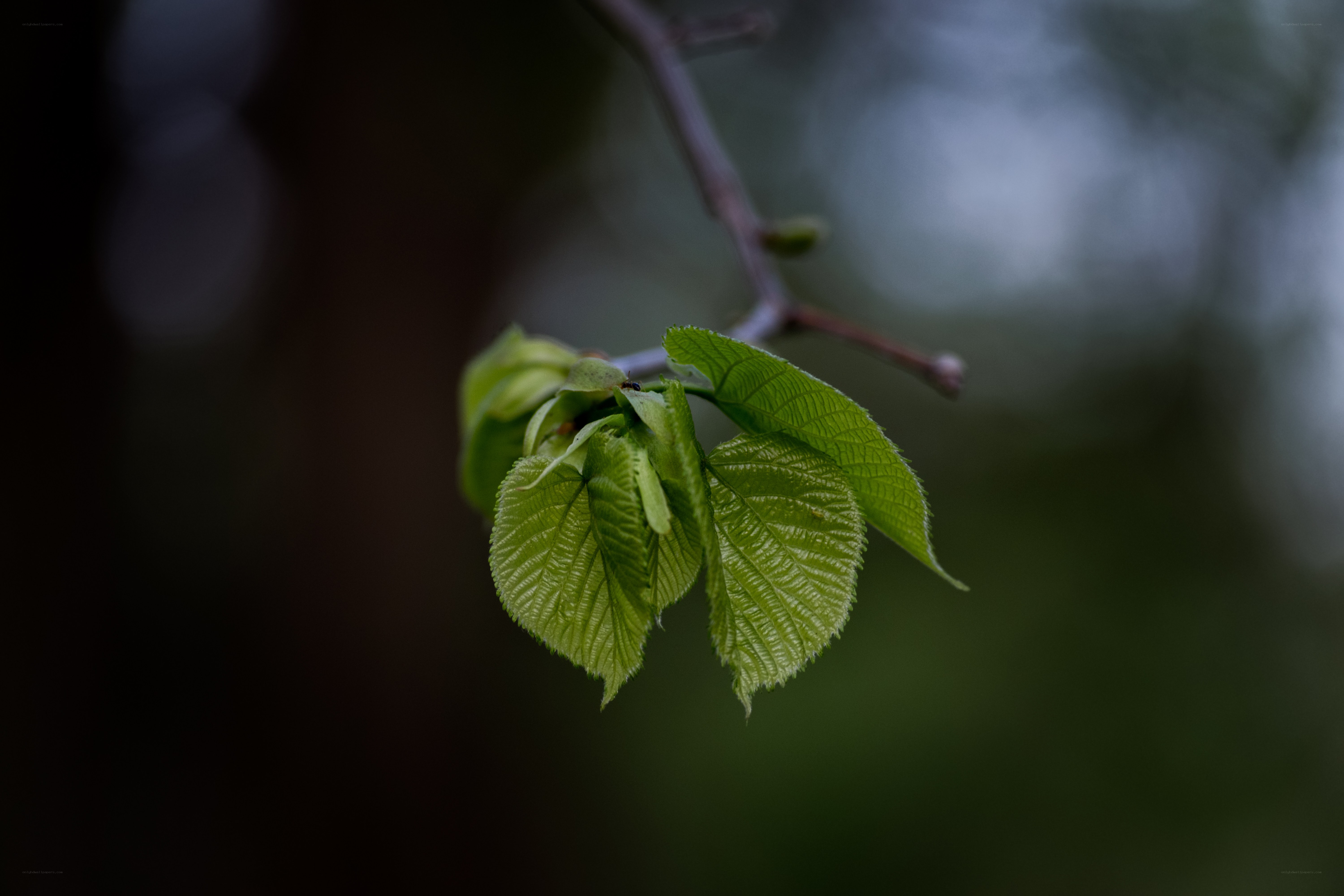 new green leaves on a branch
