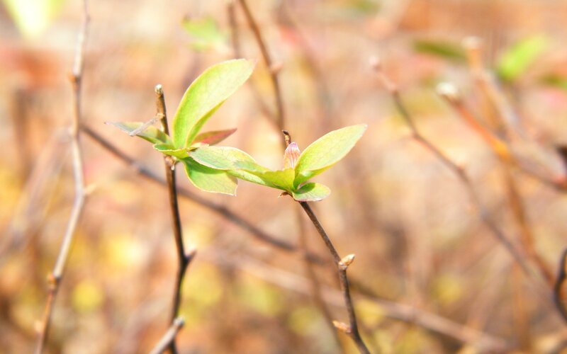 new green leaves on a branch