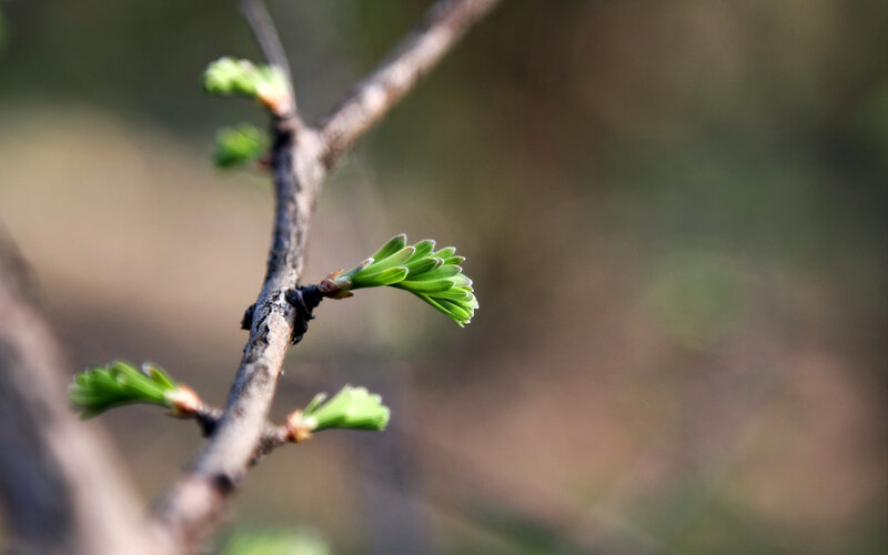 new green leaves on a branch