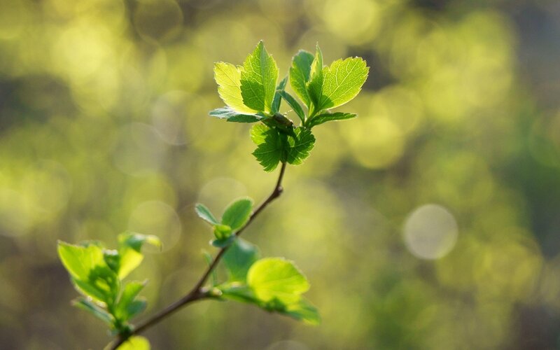 new green leaves on a branch