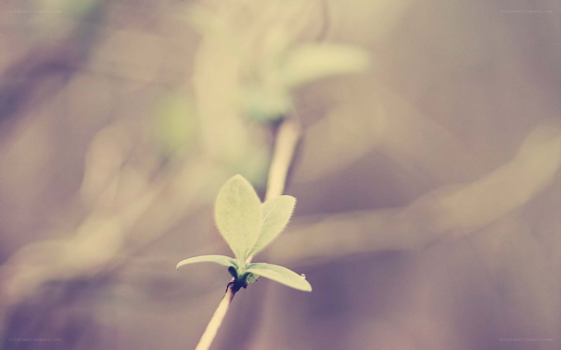 new green leaves on a branch
