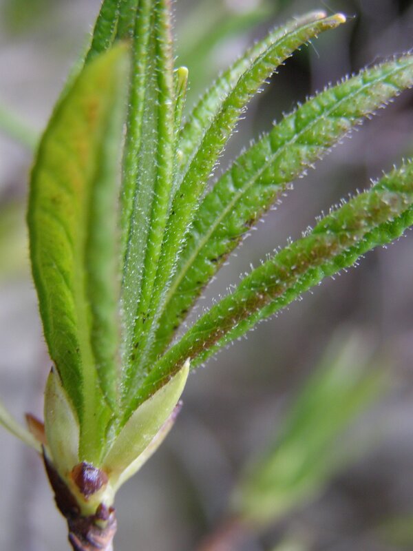 New Green Leaves on Branch — Natural