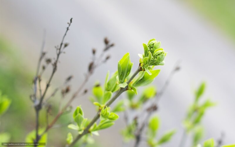 New Green Leaves on Branch — Serene, Spring, Photograph, Buds, Blurred Background