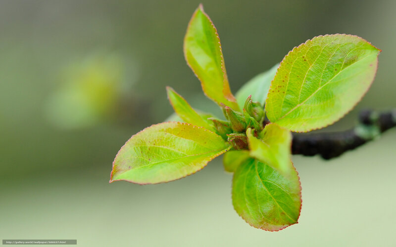 New Green Leaves on Branch — Serene, Spring, Photograph, Buds