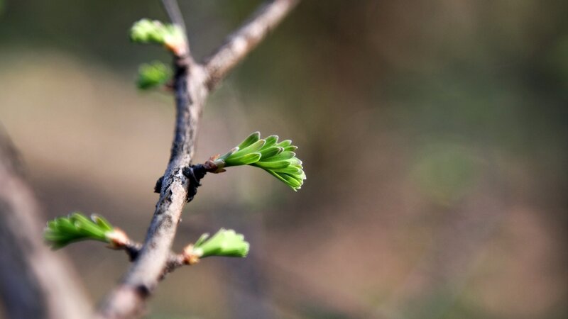 New Green Leaves on Branch — Serene, Spring, Photograph, Outdoor