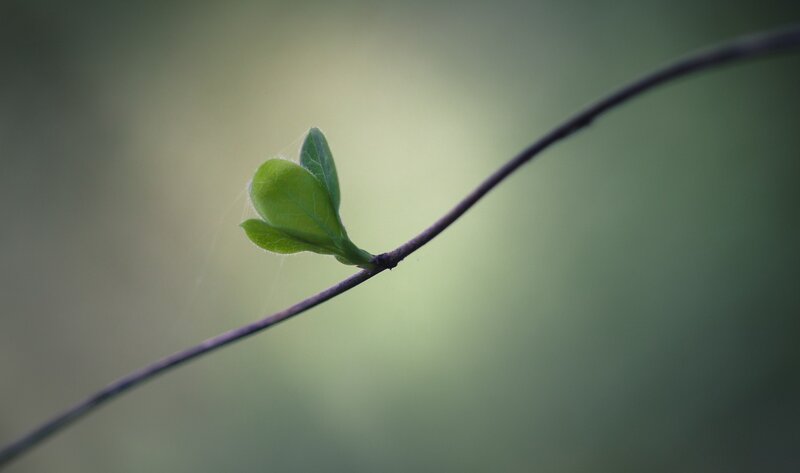 New Green Leaves on Branch — Serene, Spring, Photograph, Web